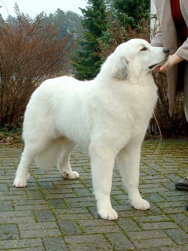 Ch Pyr Angel-S Thera