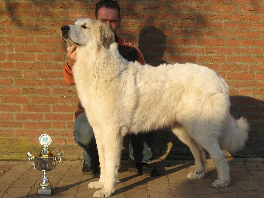 Celice CAC CACIB BOS Belgium Champion