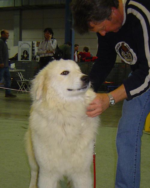 Beste jeugdhond Bigorre de la Cascade de Couplan