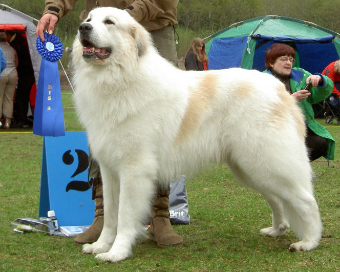 Cubelon's Hann-Hund Homage "Martin" 2e Best in Show