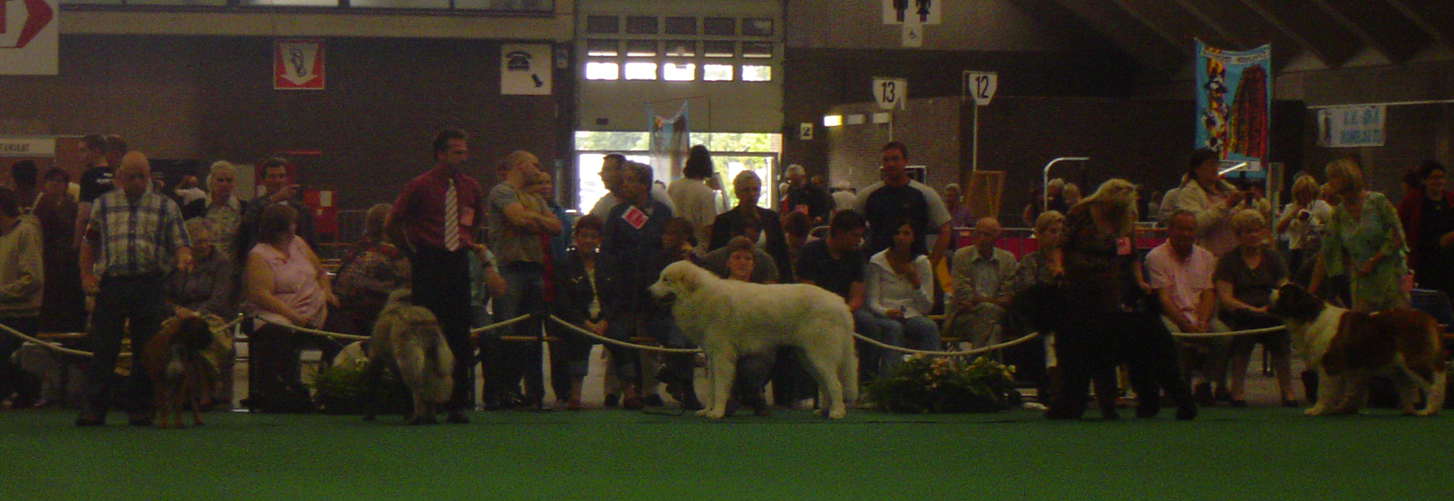 Mechelen, Belgium Selection Best Dog of FCI 2