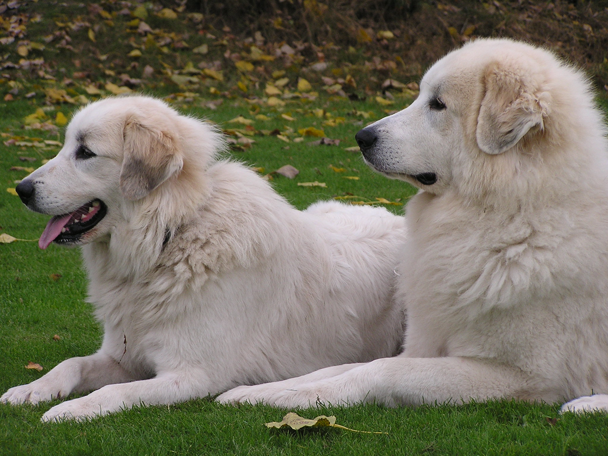 Laske and Jergan: more interested in the cat then in the photographer