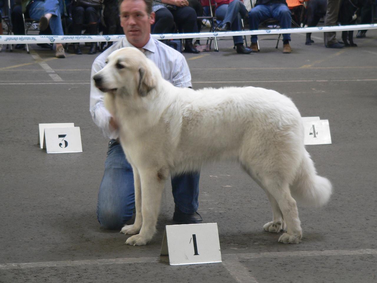 Bleiswijk 2006 Celice Best Bitch CAC CACIB BOB