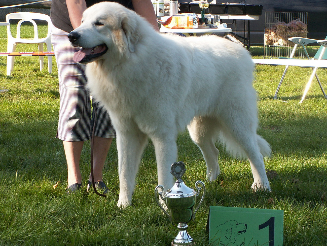 Best Dog of the Day Belgium 2006