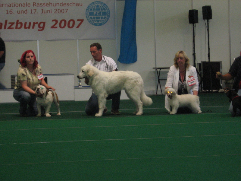 Salzburg 2007 Caitlin Beste Pup Sel 8 BIS Puppy