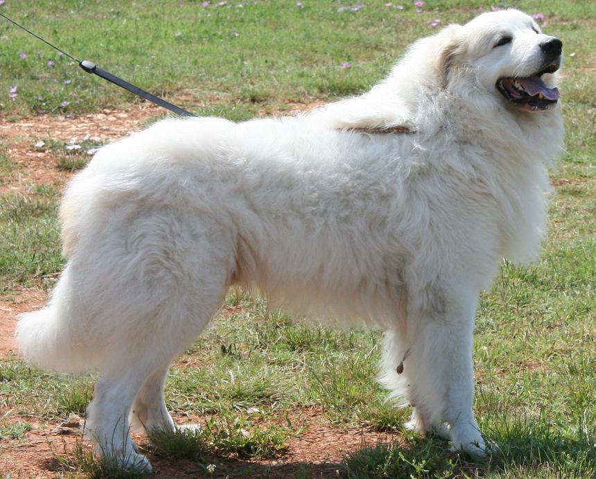 Caronne Klubsieger 2008 Austria 3x times Best male 4 CAC's and 3 CACIB's last 4 shows