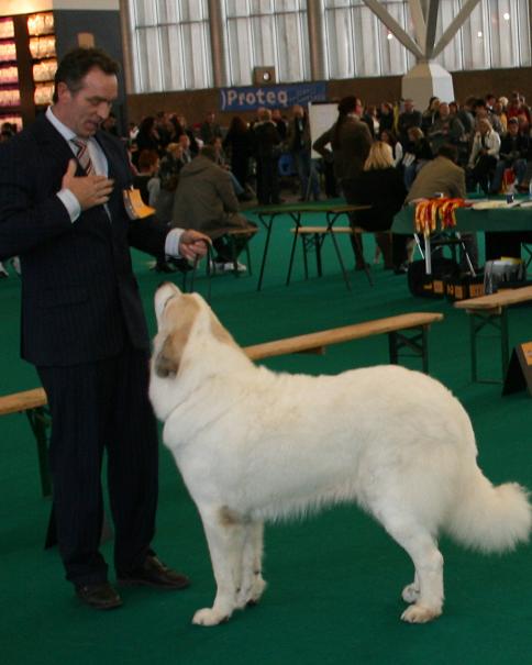 Een eenheid: baas en hond