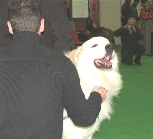 Caronne CAC CACIB BOB in Genk, Belgie