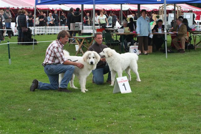 Beste Pup Gillandant Midnight Star