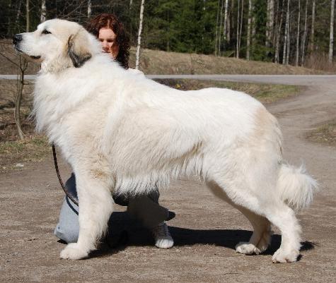 N INT FIN NORDIC Champion Alta Colina's Creme de la Creme "Keldo"