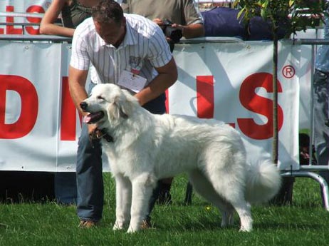 Caitlin 1 Puppyklasse, Beste Pup en geselecteerd bij 8 Beste Puppen in Show