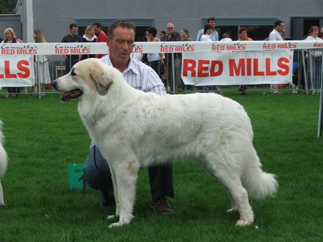 Celice 1 Open klasse , Beste teef, BOB en geselecteerd bij 7 Beste honden FCI 2