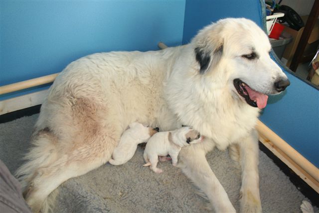 Lucy with her babies