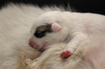 Mamma met teefje roze