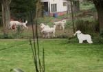 Terwijl de pupjes op het grote veld spelen